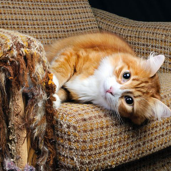 How To Stop Cats Scratching Furniture?